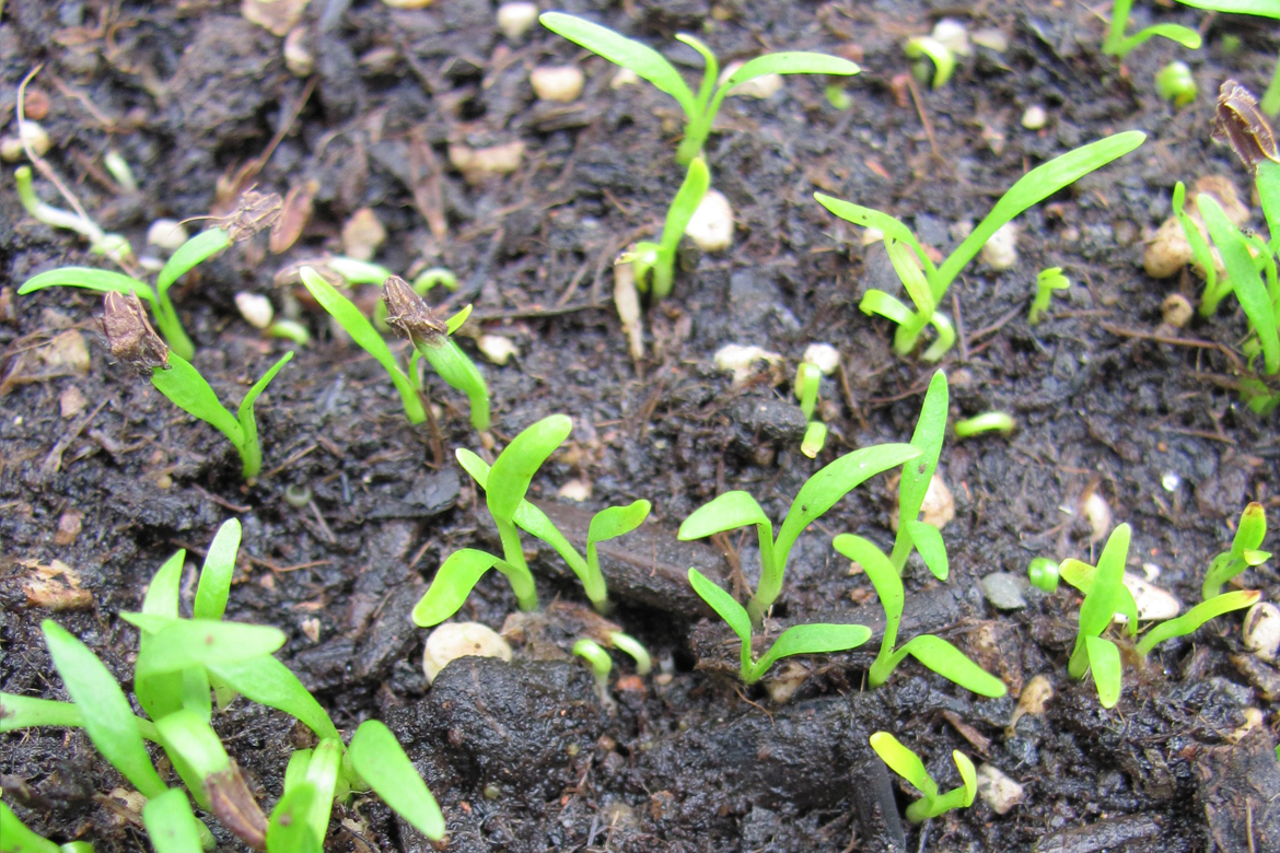 Frisch gekeimte Pflänzchen leuchten grün in der Frühjahrssonne.