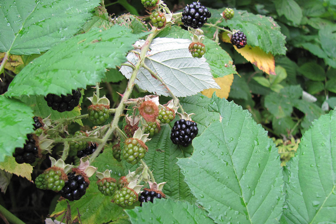 Blätter und Früchte der Brombeere am Strauch.