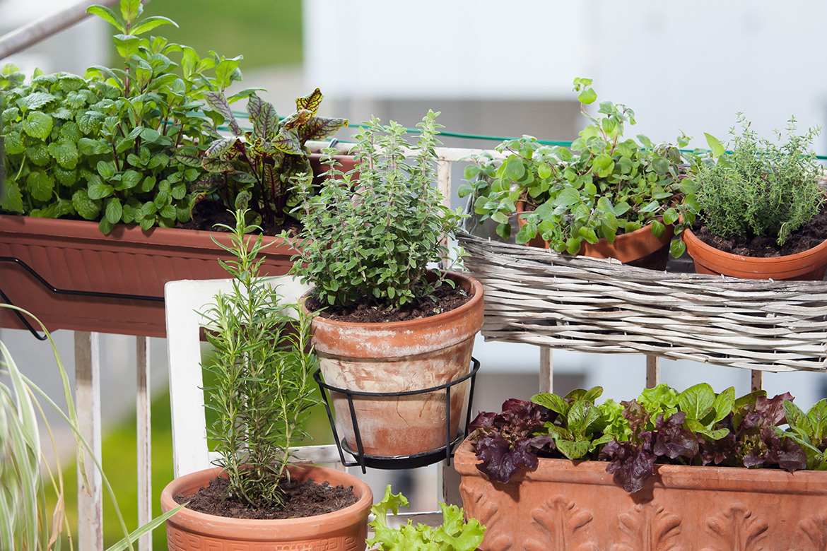 Auf einem Balkon wachsen viele Kräuter in einem Topfgarten.