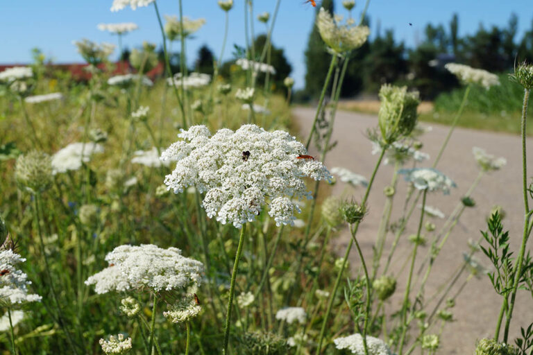 Die Wilde Mööhre hat weiße, breite Blüten und wächst hier am Wegesrand.