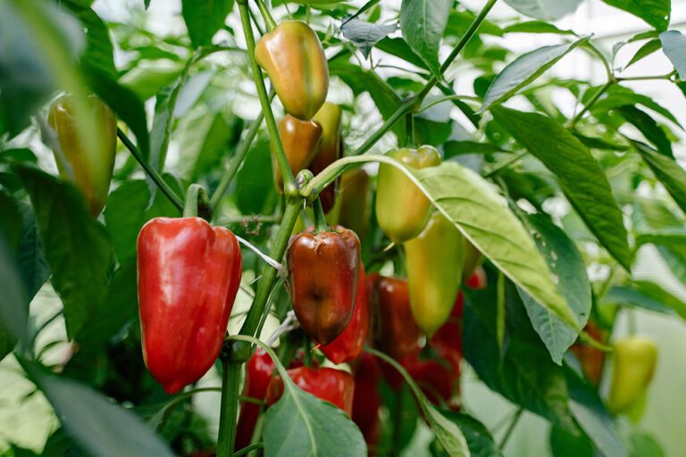 Paprikas hängen an einer Paprikapflanze und werden langsam reif und rot.