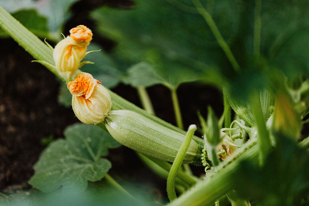 An einer Zucchinipflanzen im Garten reifen die ersten Früchte heran.