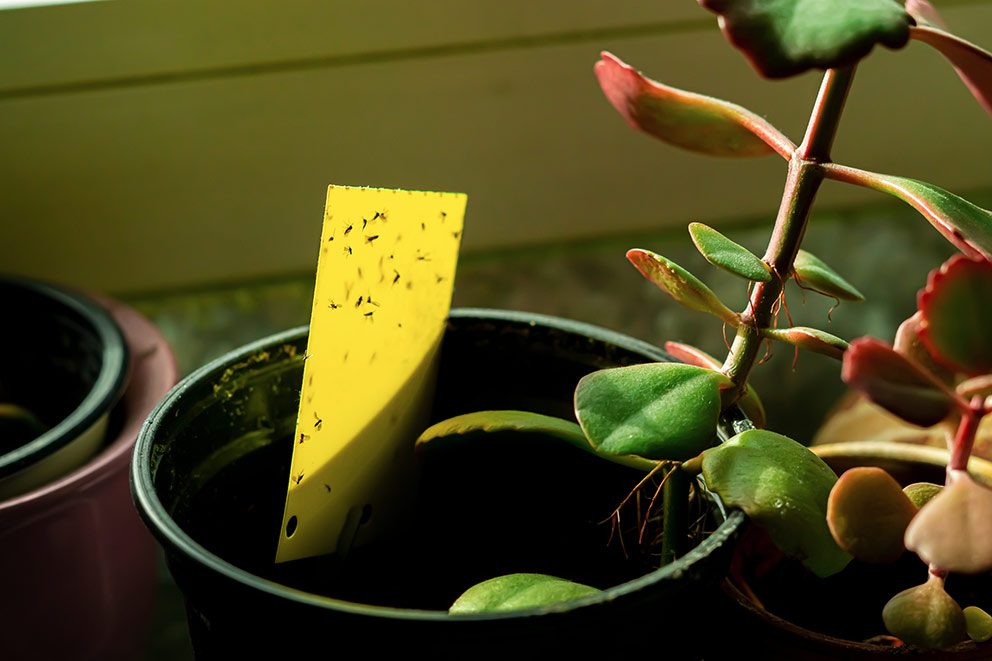 In einem Blumentopf steckt ein Gelbsticker, an dem Trauermücken kleben.