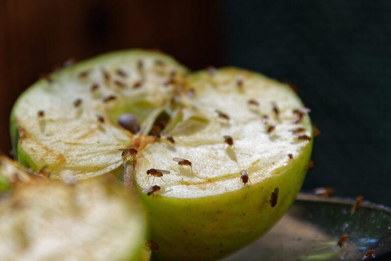 Fruchtfliegen sitzen auf einer aufgeschnittenen Apfelhälfte.