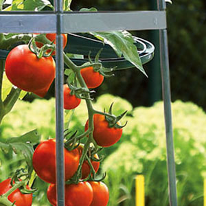 Tomaten ausgeizen Tomaten ausgeizen
