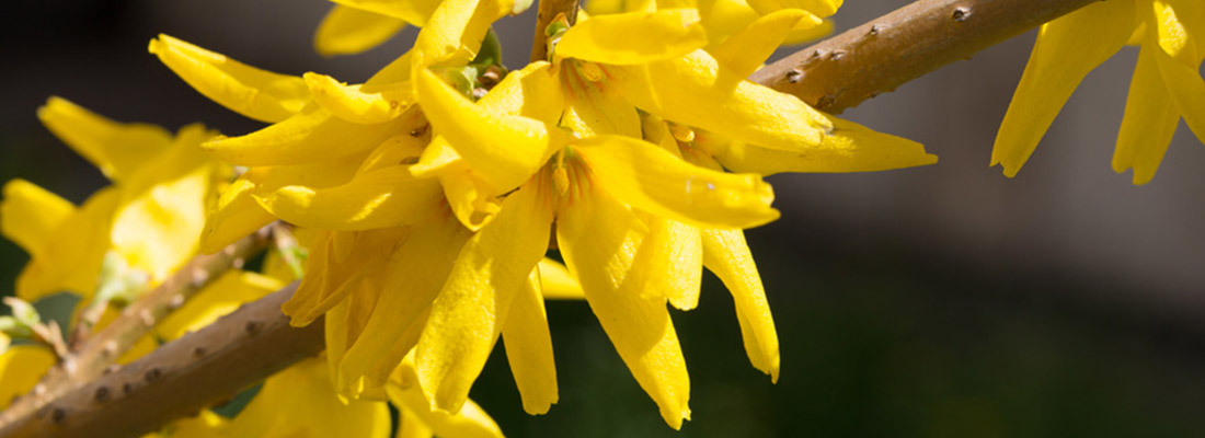 Die leuchtend gelbe Forsythie zeigt den Erstfrühling an.