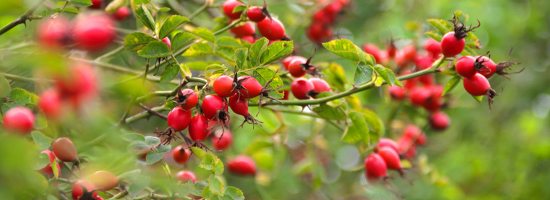 Die Früchte der Hundsrose, Hagebutten, reifen im Frühherbst.