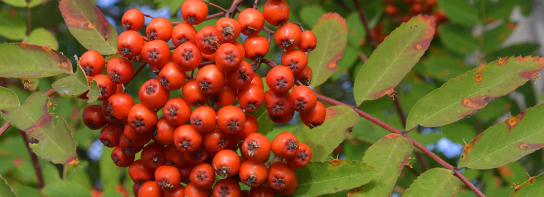 Im Spätsommer leuchten die roten Vogelbeeren der Eberersche.