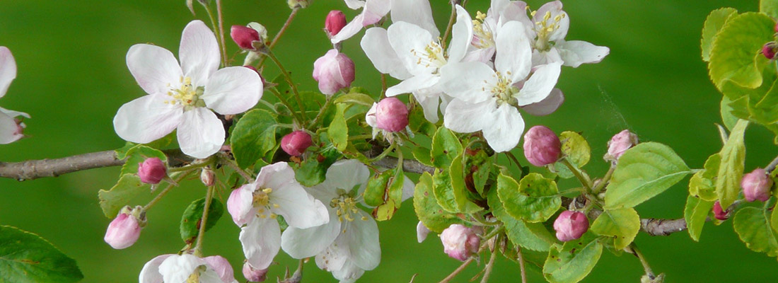 Die blühenden Apfelbäume leiten den Vollfrühling ein.