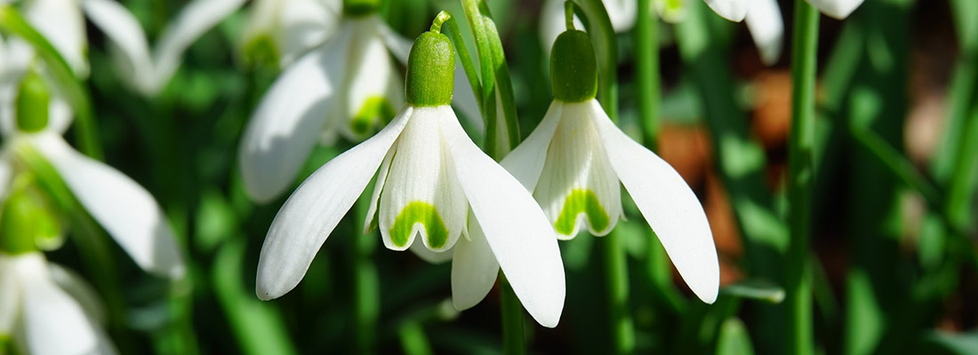 Wenn die Schneeglöckchen blühen, ist der Winter zu Ende und der Vorfrühling beginnt.