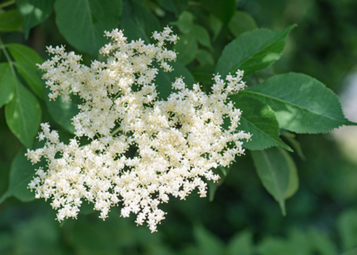 Holunderblüten im Frühsommer