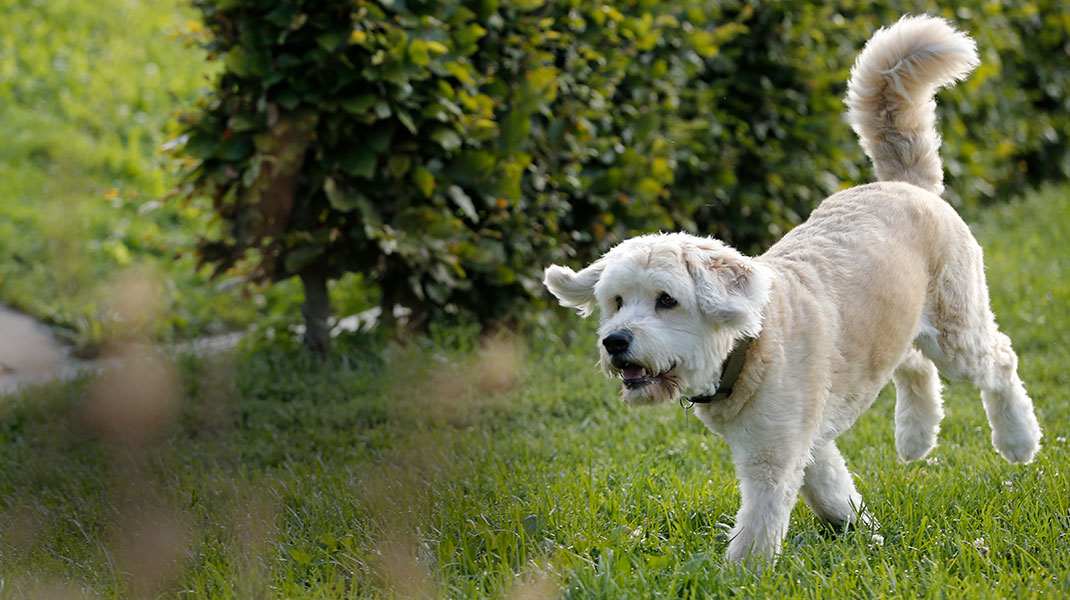 Weißer Hund rennt fröhlich über den Rasen