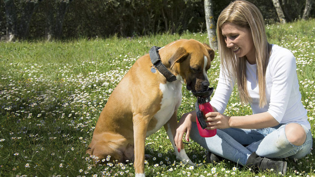 Nachhaltiges Zubehör für Tiere