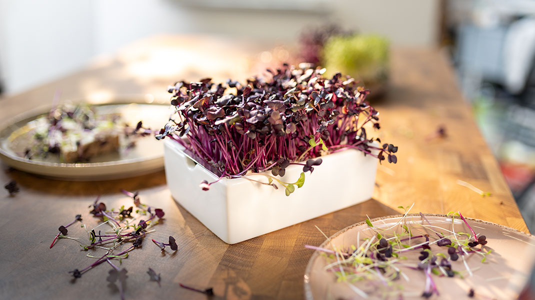 Saatenschale mit keimenden Rotkohl-Sprossen