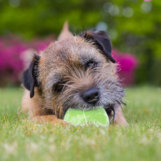 Hund spielt mit Kautschuk-Ball 