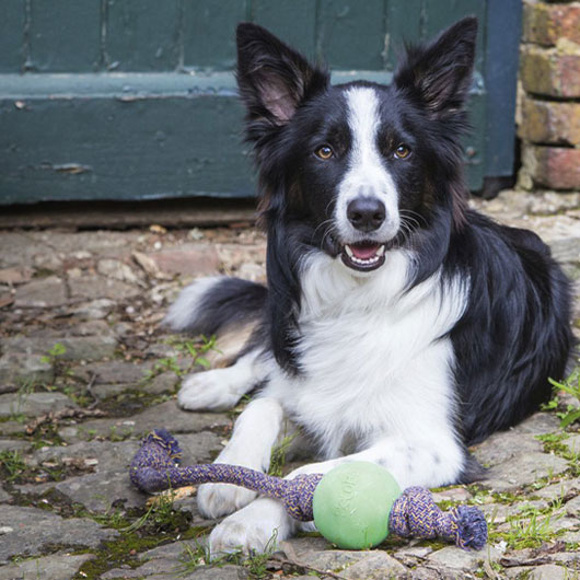Spielzeug Haustierbedarf Hunde Spielzeug Bälle & Wurfspielzeug 