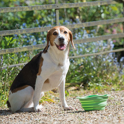 Hund mit Trinknapf für unterwegs