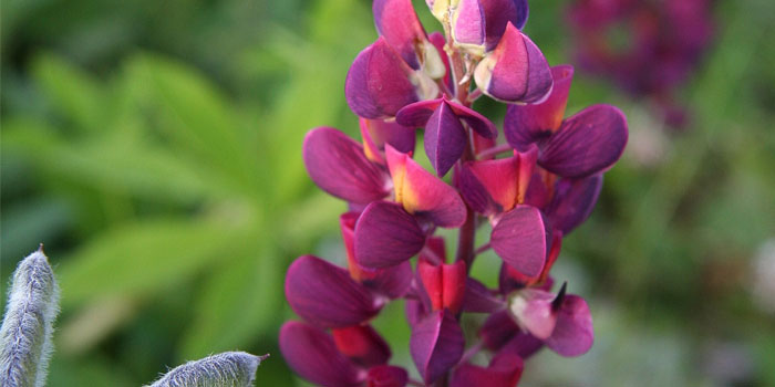 Lupine, Garten-Lupine