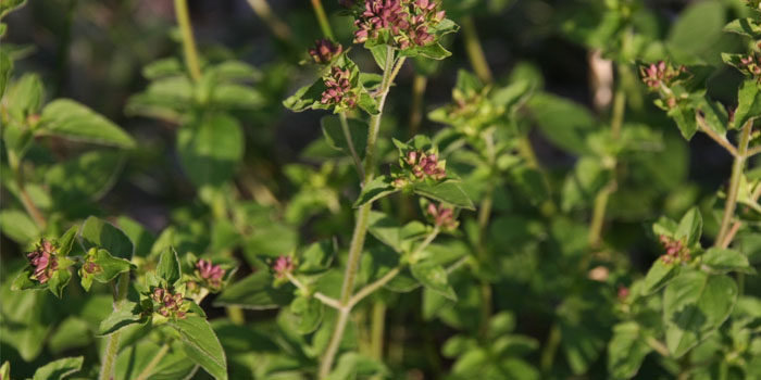 Majoran, wilder; Oregano, Dost