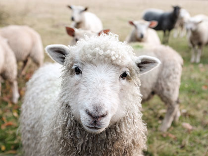 Das Wohl der Schafe liegt uns am Herzen