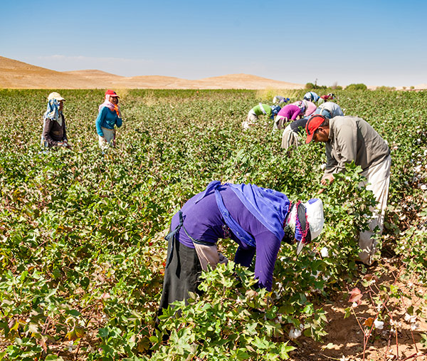 Baumwollpflücker bei der Ernte in Sanliurfa, Türkei