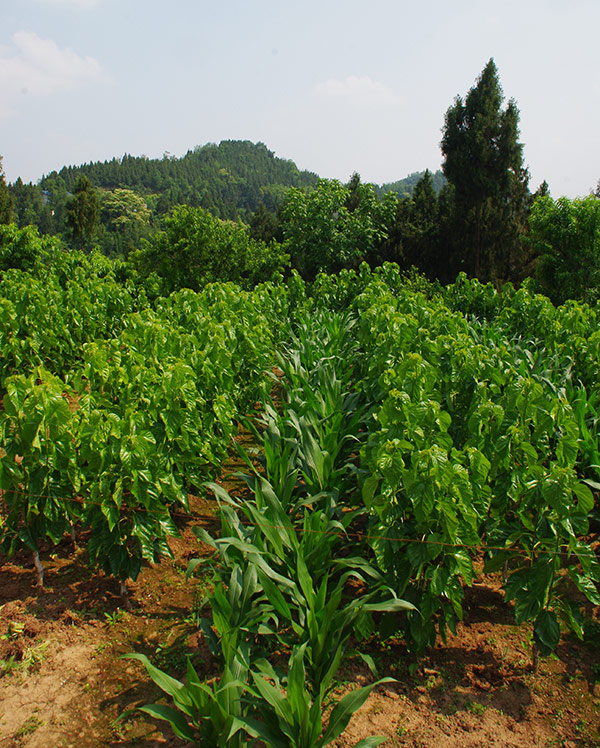 Maulbeerplantage in Mischkultur mit Mais in der Provinz Sichuan, China