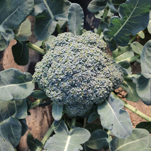 Bio-Broccoli-Samen Limba
